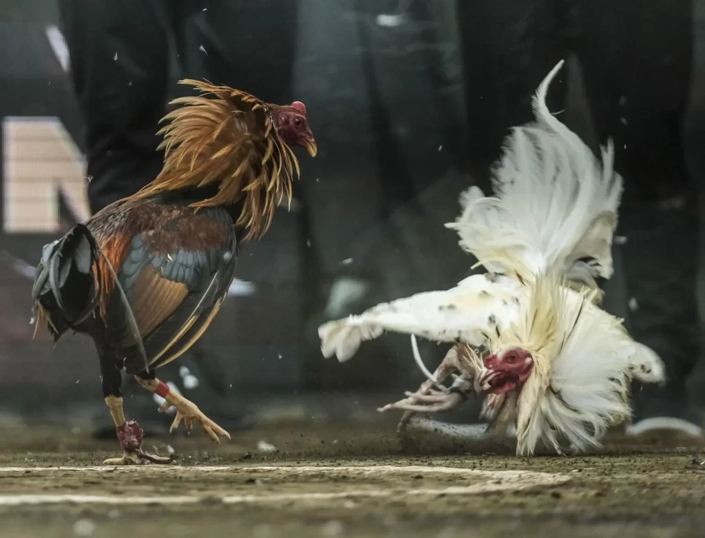 What is C4 Live Cockfighting?
