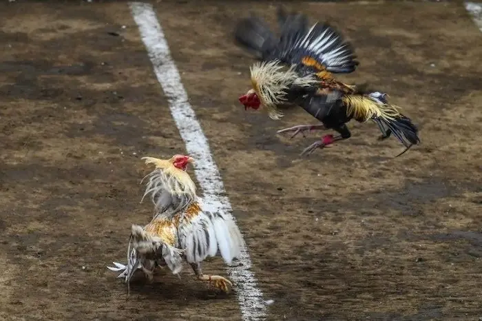 experience when participating in cockfighting