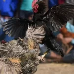 Cockfighting terminology