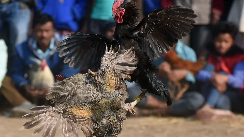Cockfighting terminology you need to know