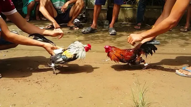 Cockfighting Experience for Beginners