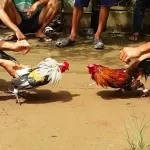 Cambodian cockfighting