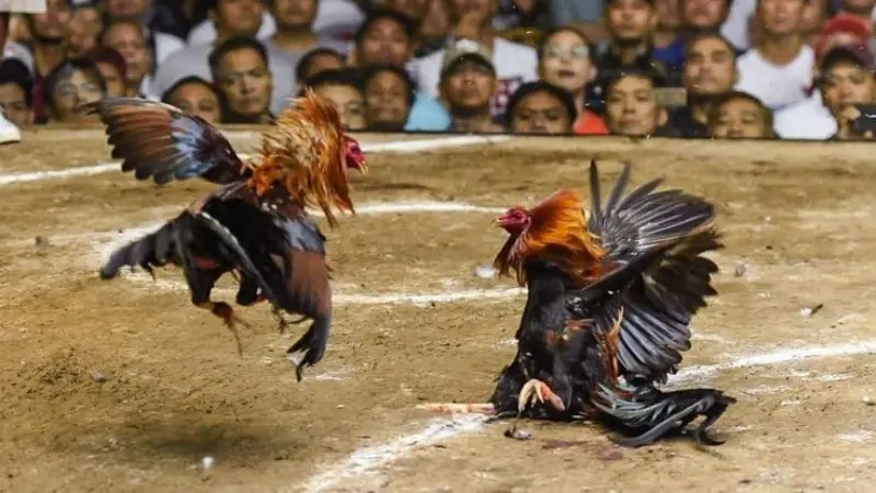 What are the Cambodian cockfighting rules?